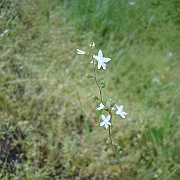 lithophragma affine